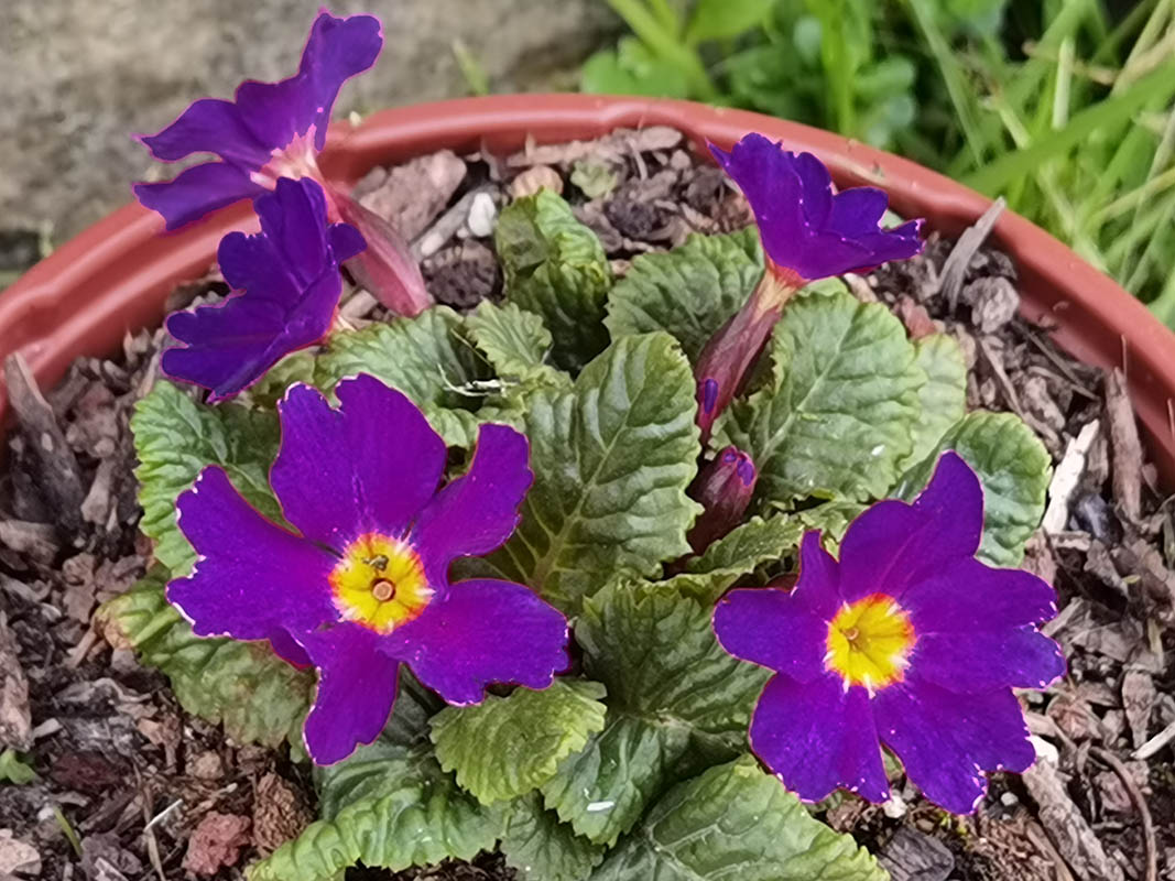 Primula 'Ostergruß' en fleurs dans un sous-bois ombragé